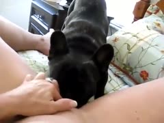 Black dog licking a cum hole